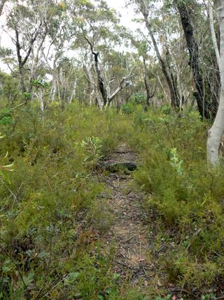  - Mount Cameron Trail